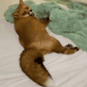 74.gif