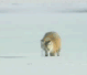 59.gif