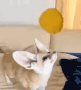 53846-11.gif