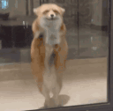 77.gif