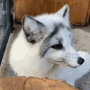 68.gif
