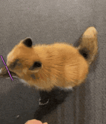 83.gif