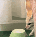 67.gif