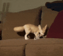 27762-fennec-fox.gif