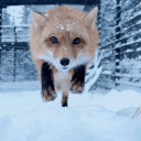 64.gif