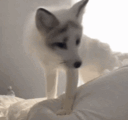 output-17_37_57 (1) (1).gif