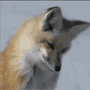 55.gif