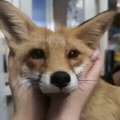 80.gif
