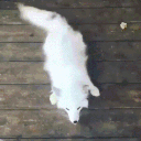 17773-fox-happy-fox.gif
