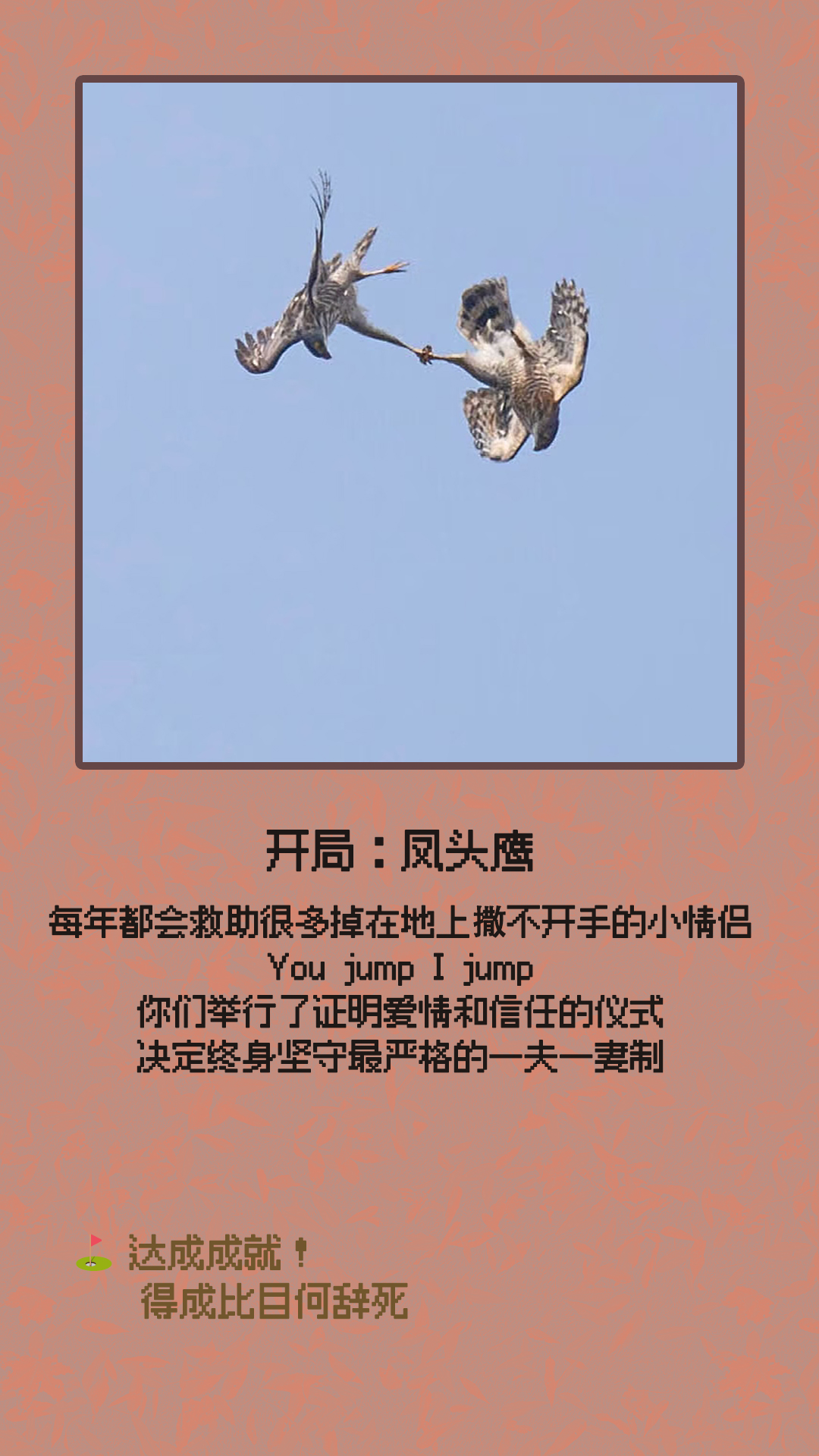 凤头鹰.jpg
