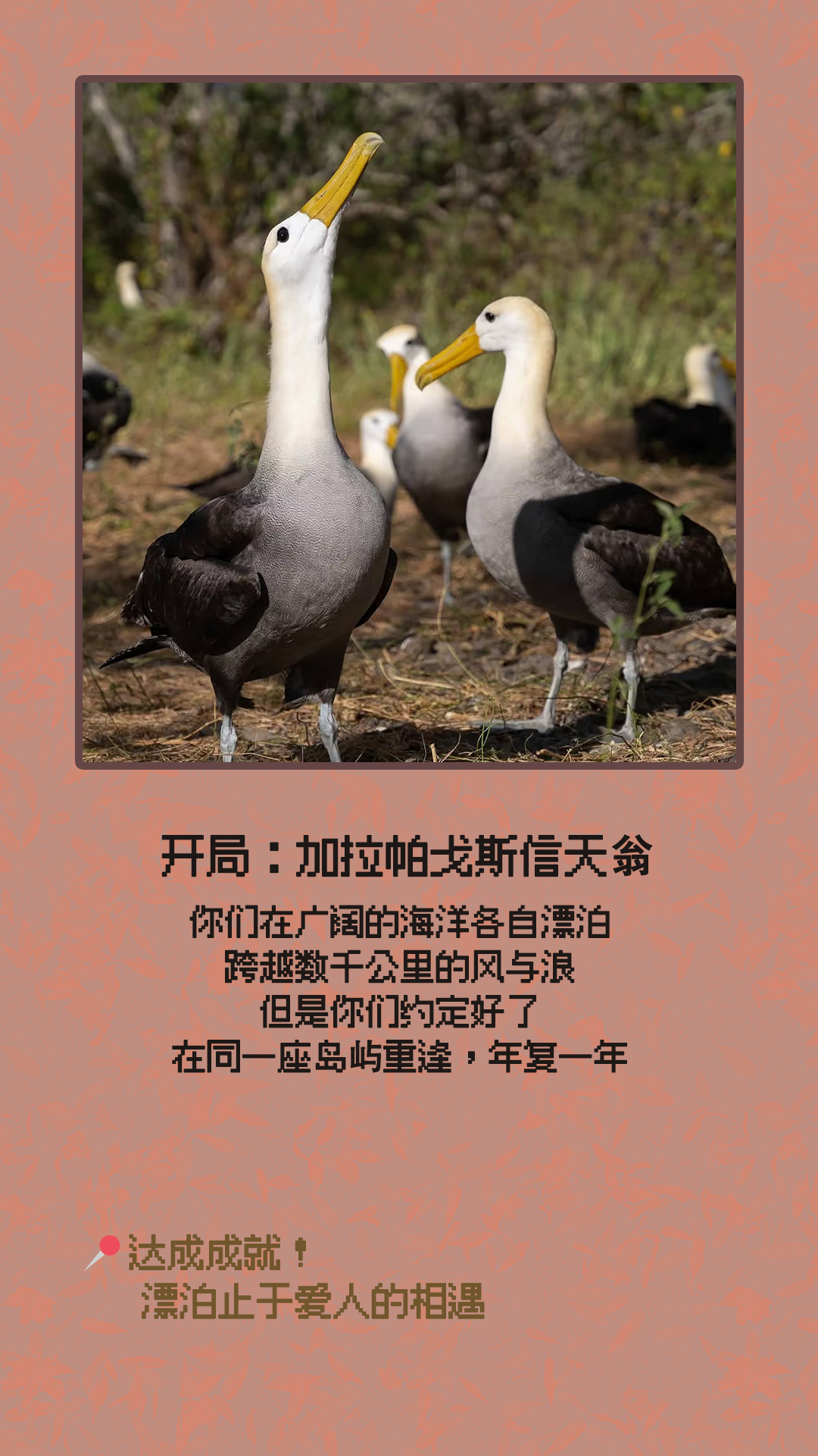 加拉帕戈斯信天翁.jpg