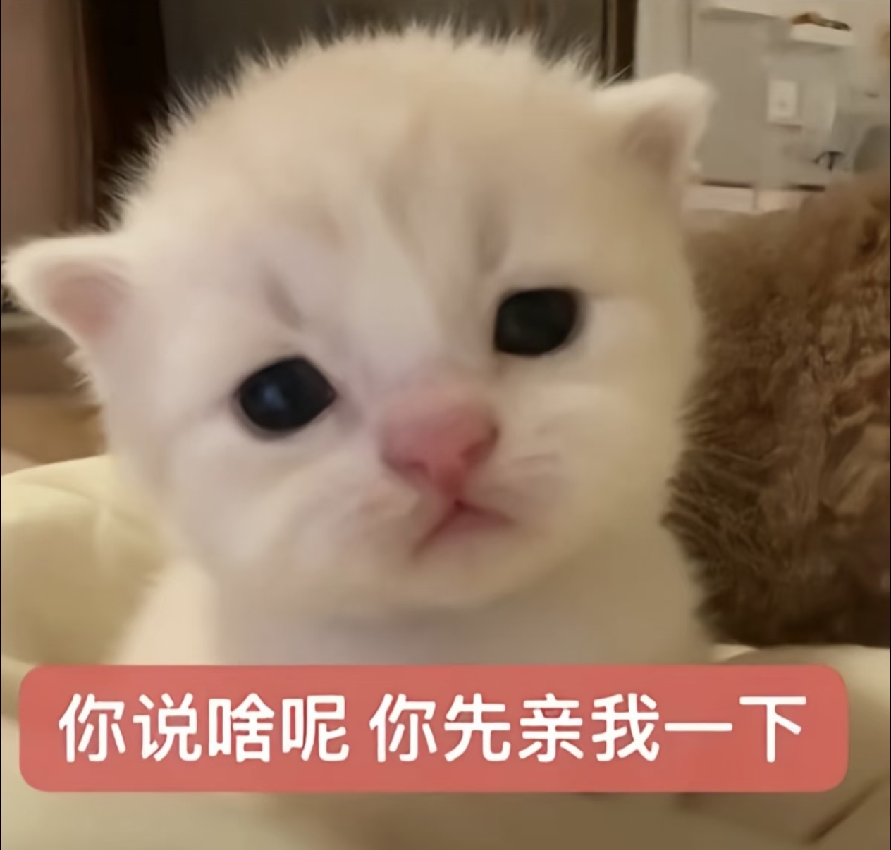 你说啥呢？你先亲我一下.jpg