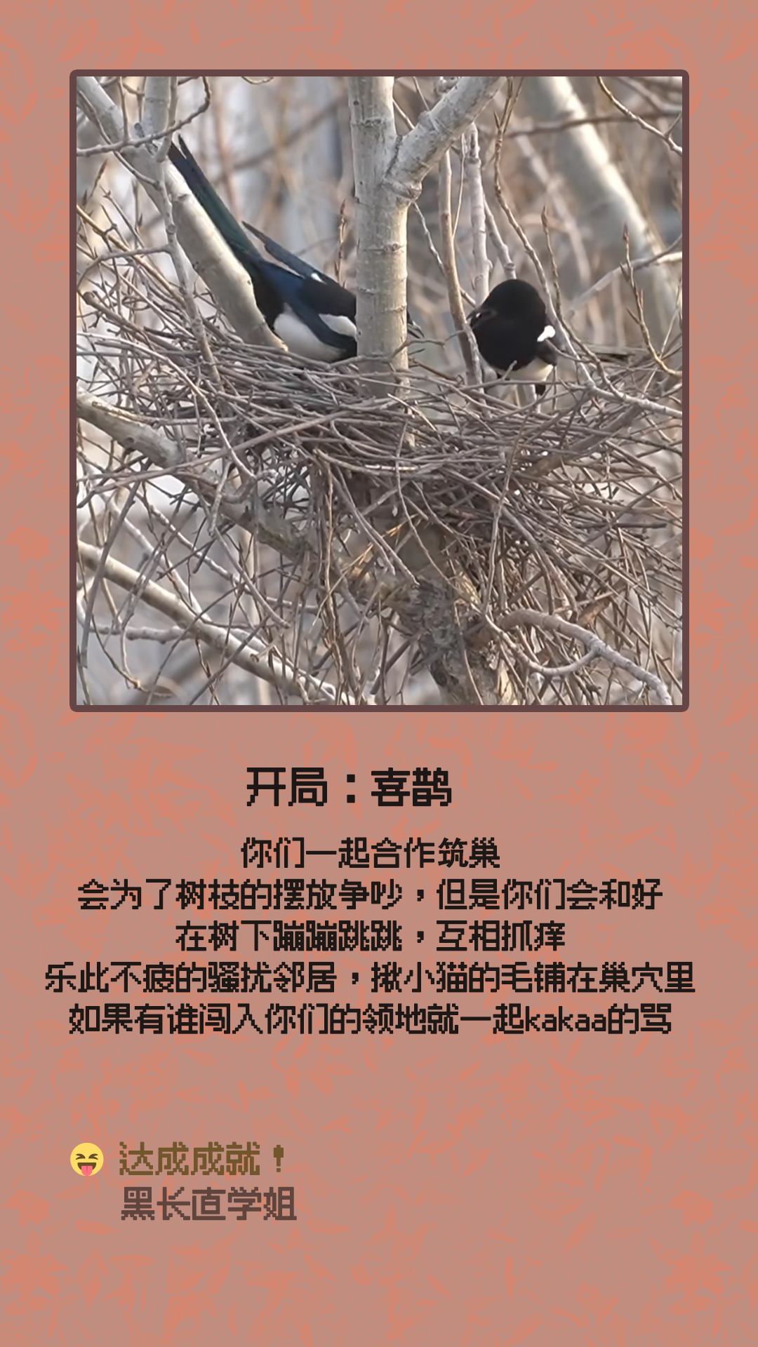 喜鹊.jpg