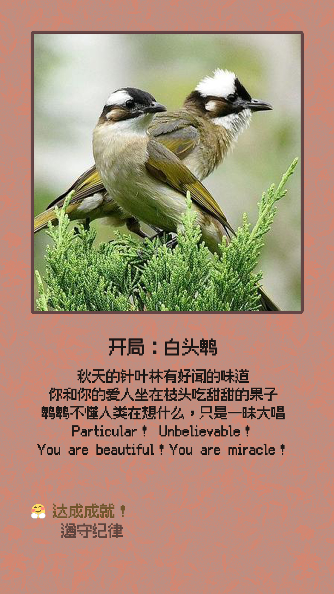 白头鹎.jpg