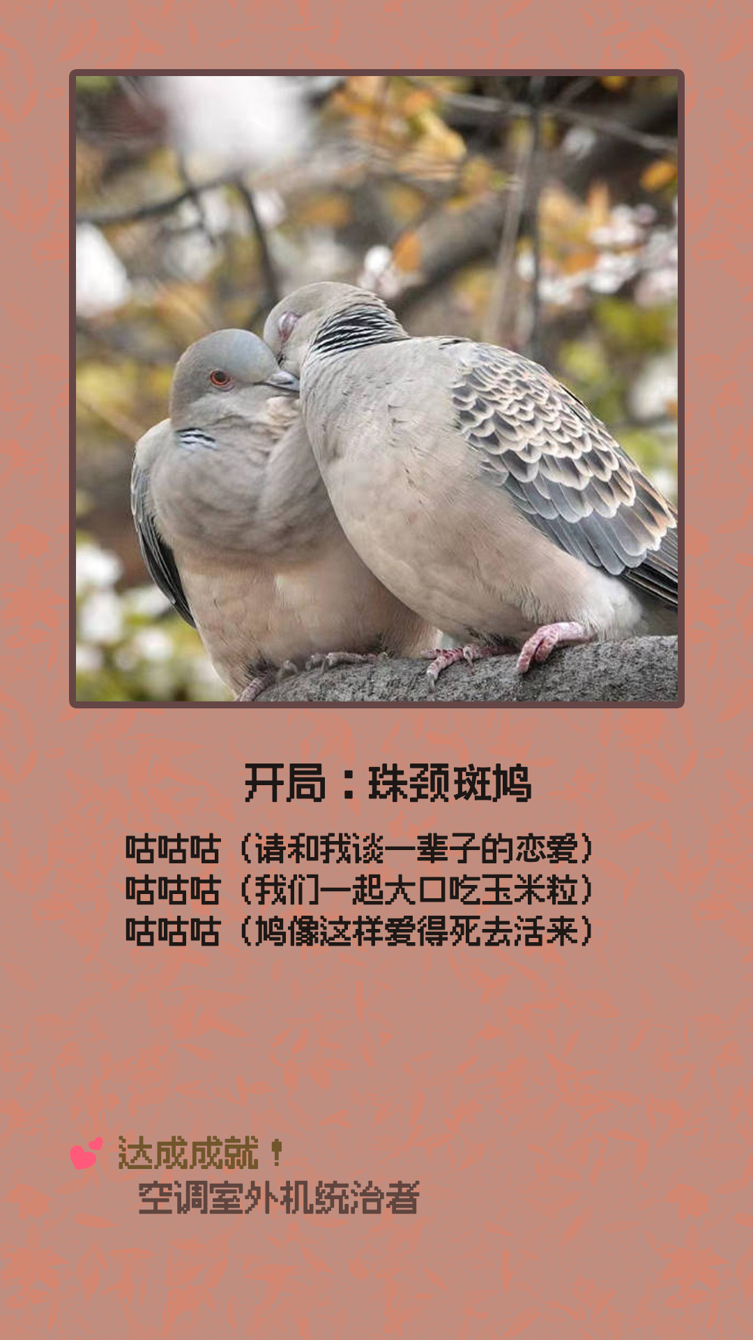 珠颈斑鸠.jpg