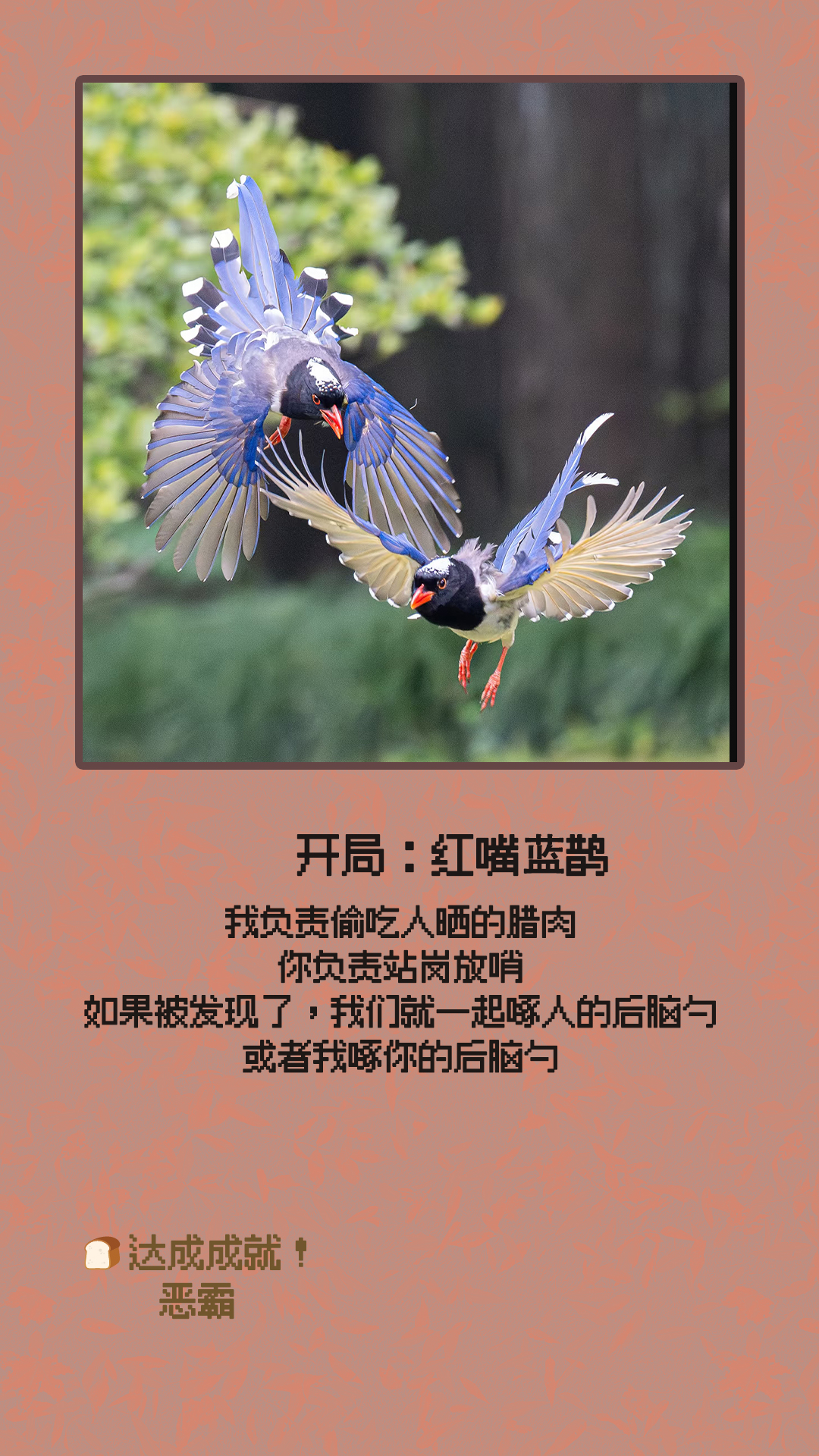 红嘴蓝鹊.jpg