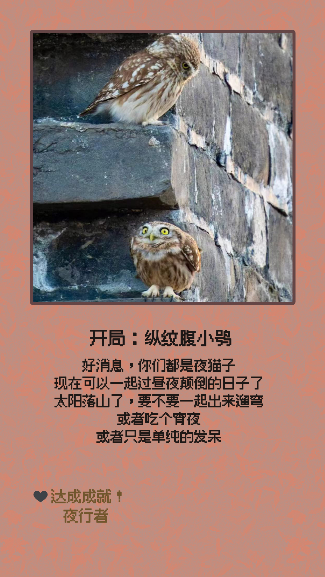 纵纹腹小鸮.jpg