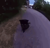 Image_1786660550835_341.gif