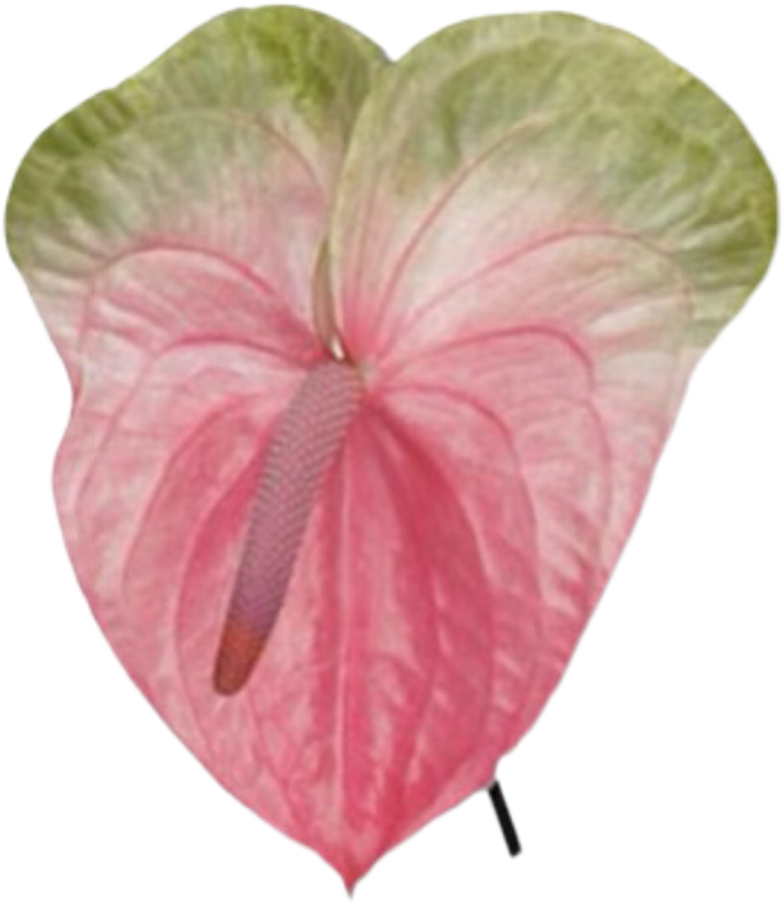 IMG_0181.png