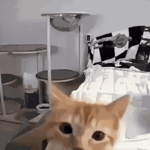 Image_1786660609034_683.gif