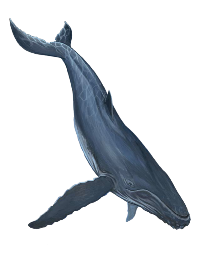 Whale, Narwhal, Blue.png