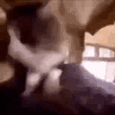 Image_1786660612398_338.gif