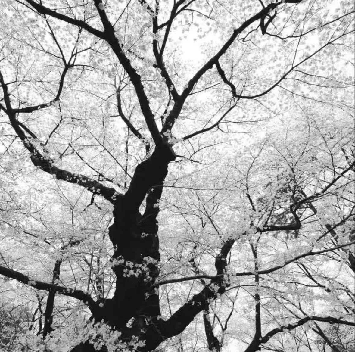 IMG_8516.jpeg