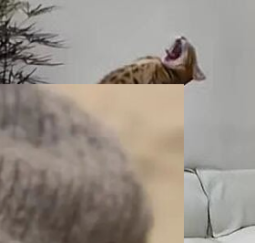 1783006295302-overlay (1).jpeg