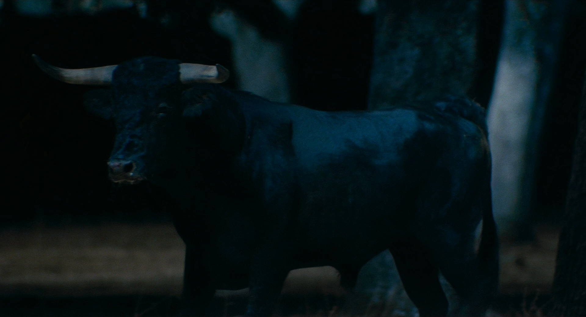 Afternoons.of.Solitude.2024.BluRay.1080p.x265.10bit.AC3.iNT-TLF.mkv_20260818_113851.524.png