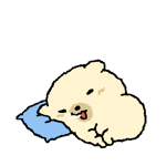 奶黄小狗枕在枕头上流口水 困困地抬起头.gif