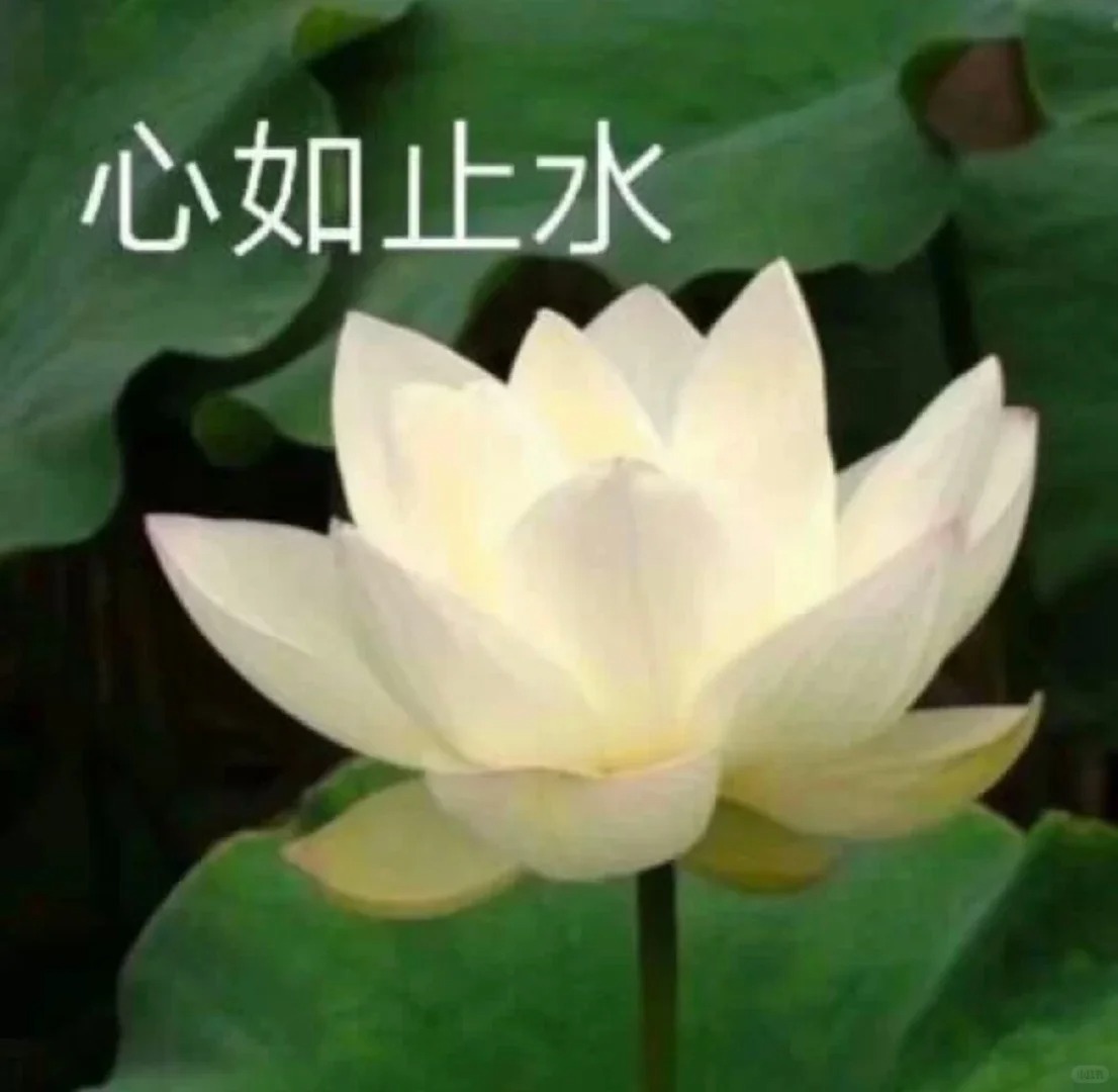 一些岁月静好 与世无争的头像_1_头像百宝袋_来自小红书网页版.jpg
