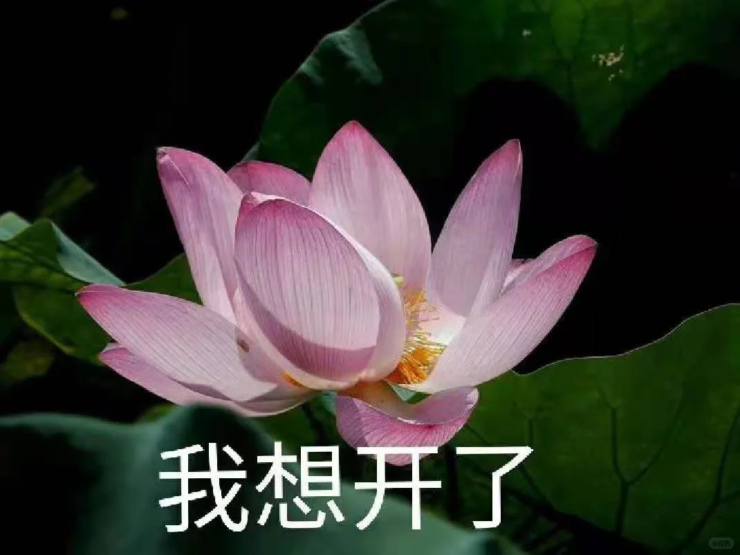 一些岁月静好 与世无争的头像_1_江辰📷_来自小红书网页版.jpg