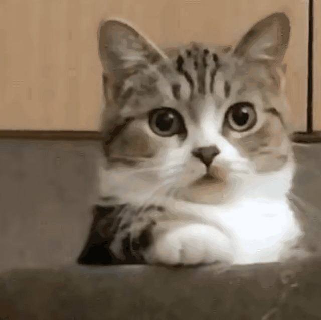 小猫晕倒（动图）.gif