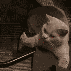 比心（动图小猫）.gif