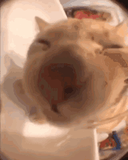 Image_1786660662655_27.gif
