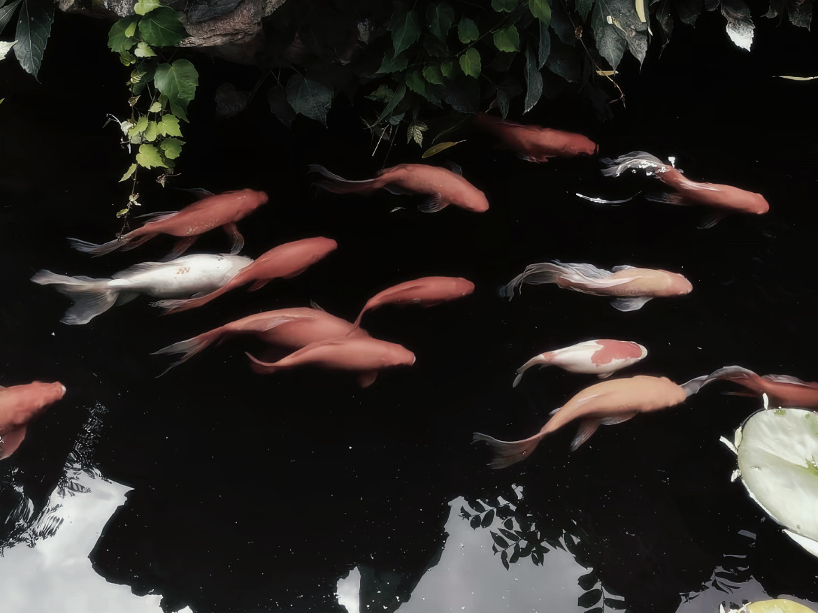 3630cf2096e1458f9f892f19e048446a.jpeg
