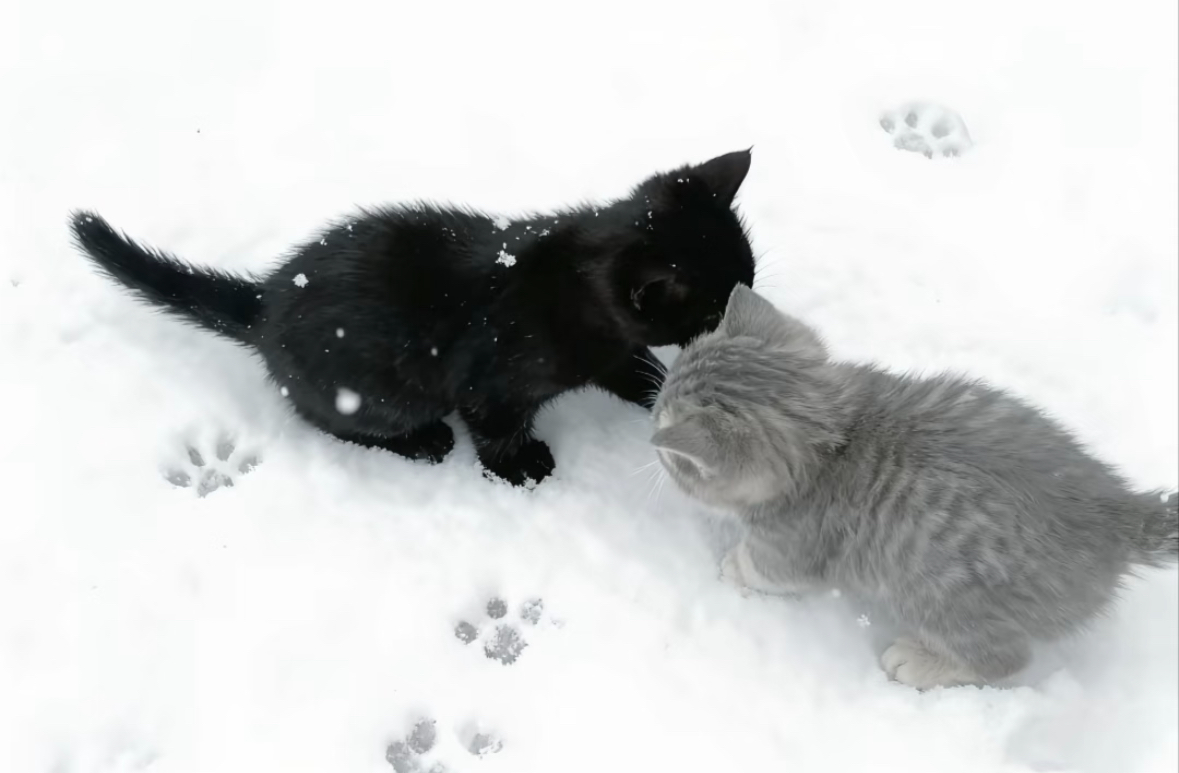 IMG_9221.jpeg