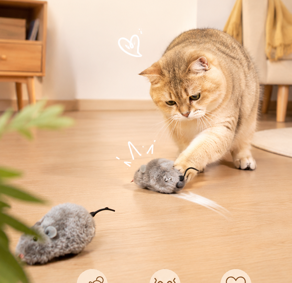 ref_s1_cat_play.png