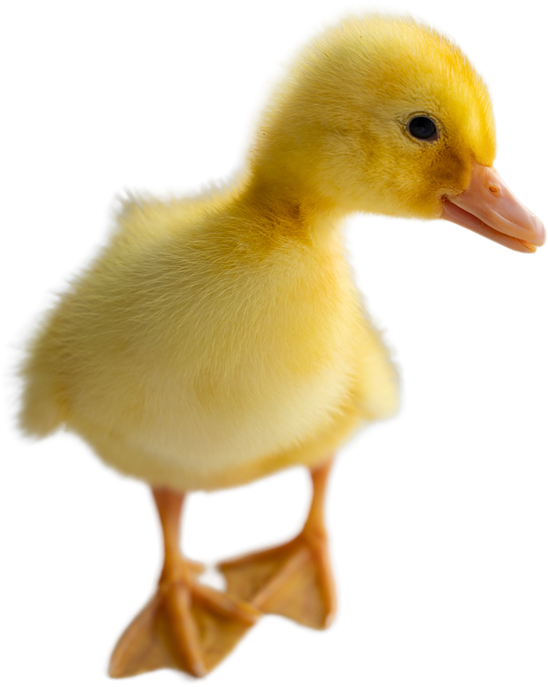IMG_6449.png