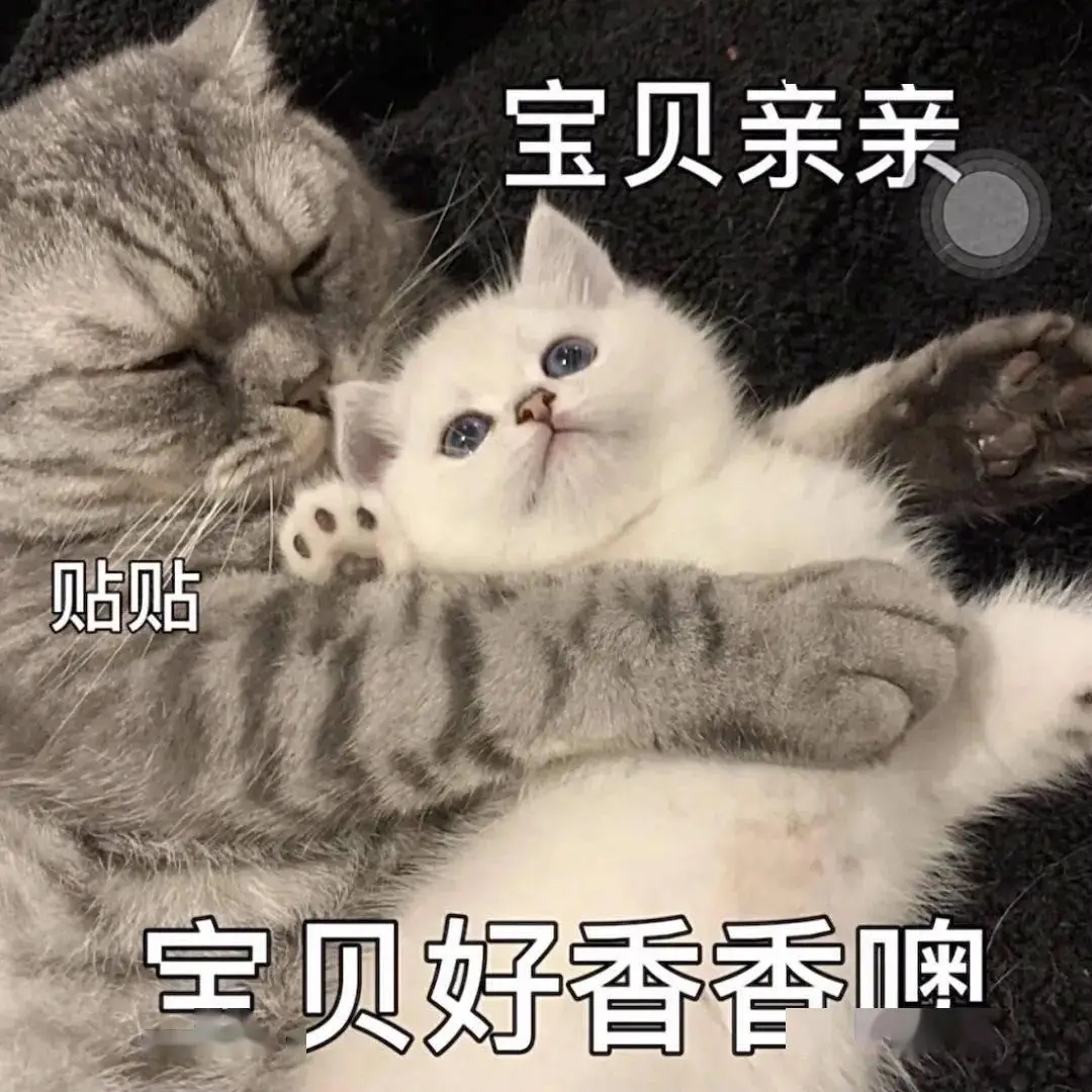 宝贝亲亲贴贴宝贝香香嗷（一只美短抱着小白猫）.jpeg