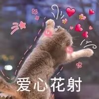 爱心花射（小猫背影）.jpg