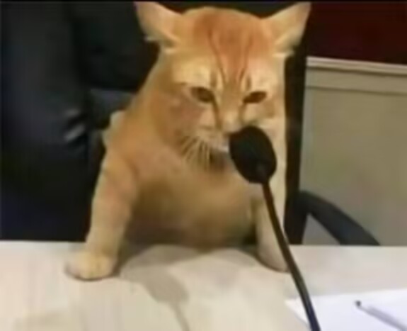 我反对（橘猫对着麦克风）.jpg