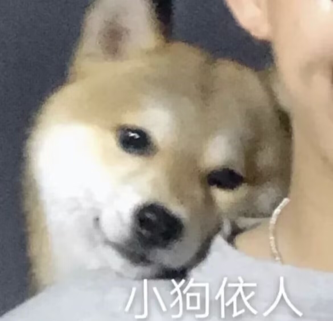 小狗依人.jpg