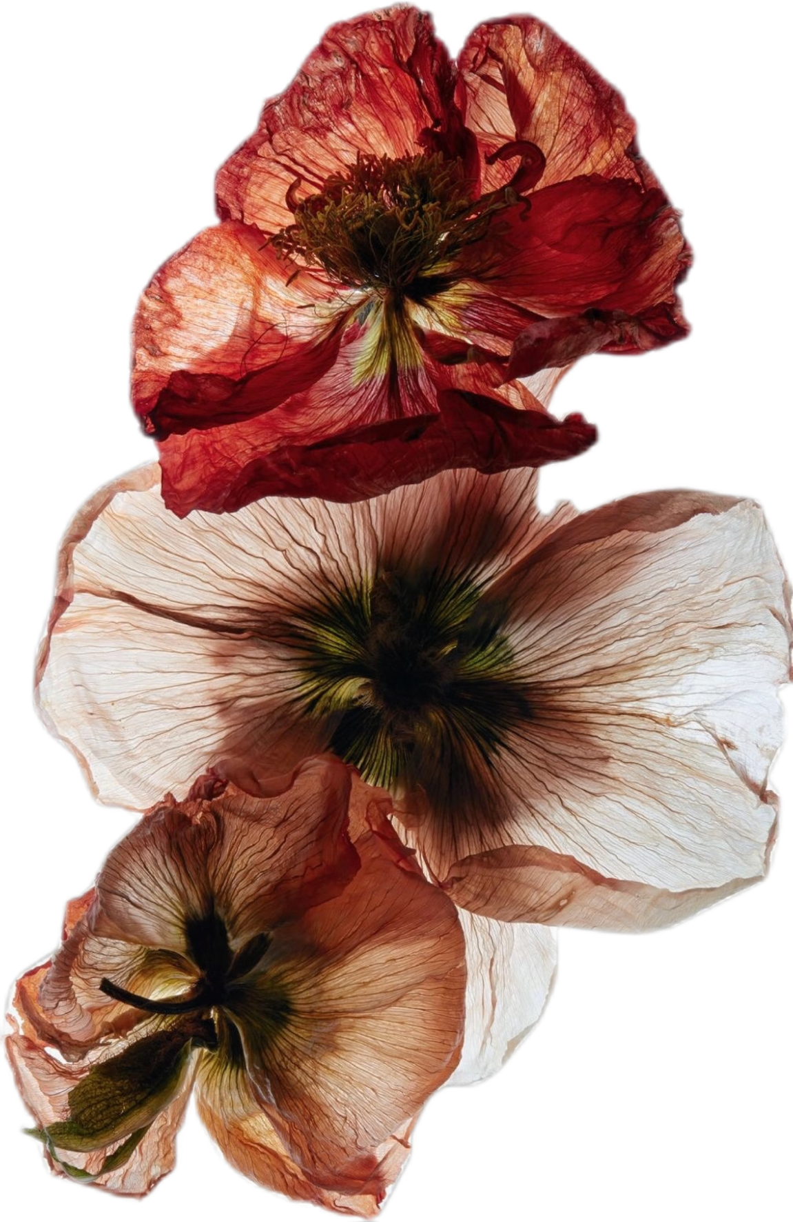 IMG_8674.png