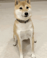 IMG_4088.gif