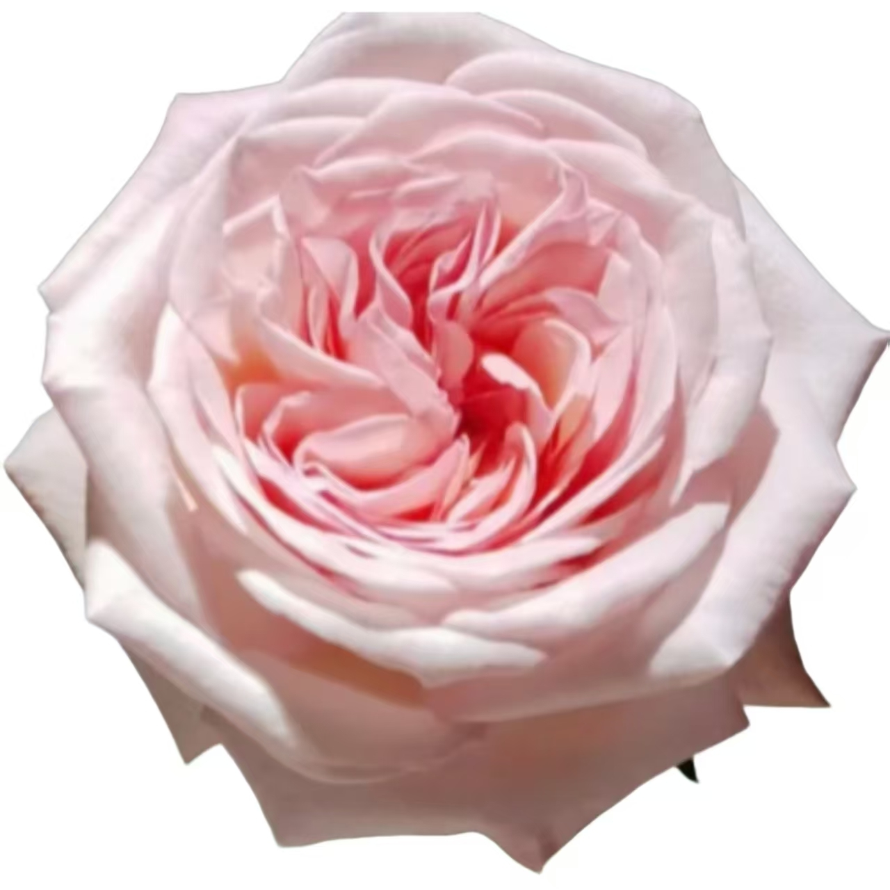 粉荔枝.png