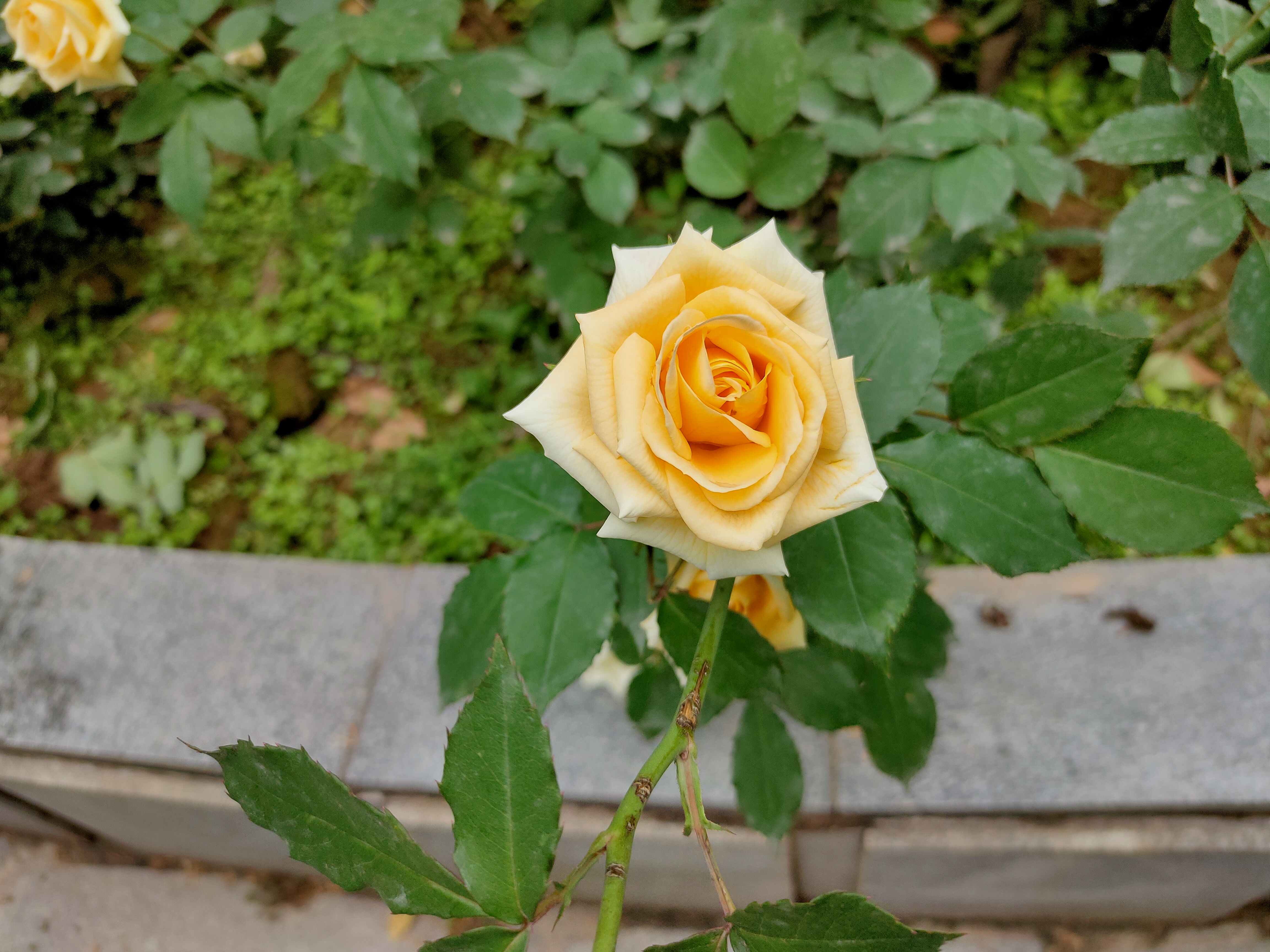 IMG20210503130651.jpg