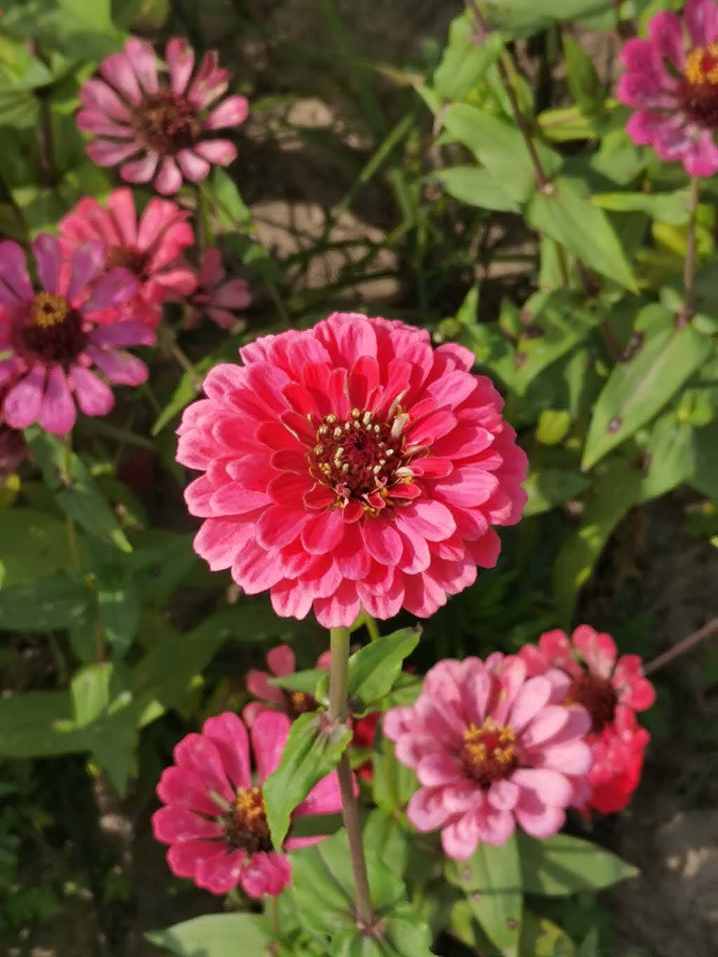 百日菊