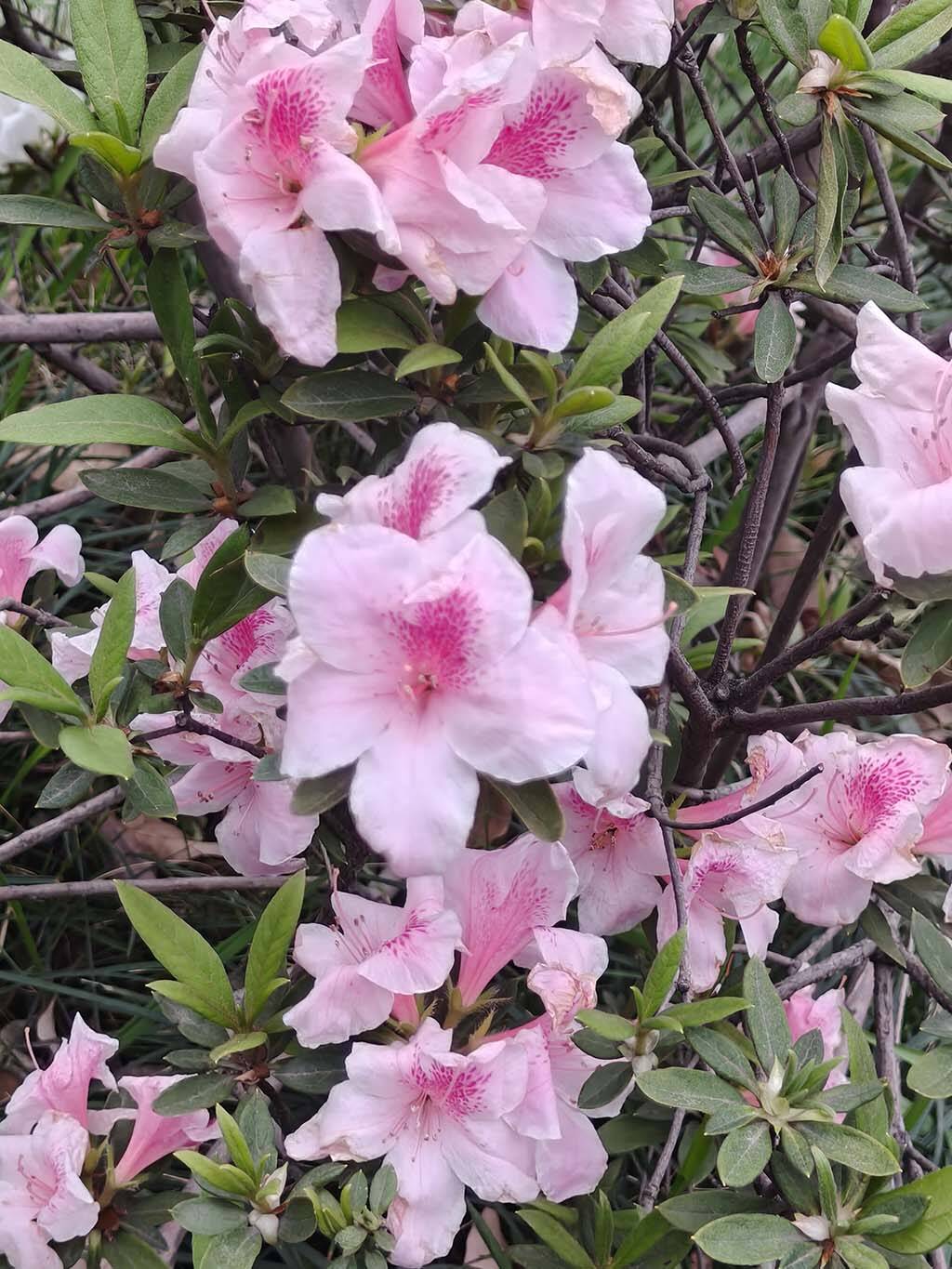 杜鹃