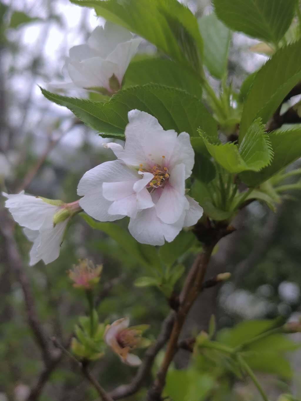 樱花3